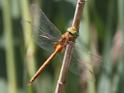 Isoaeschna isoceles (Green-eyed Hawker) male 3.JPG
